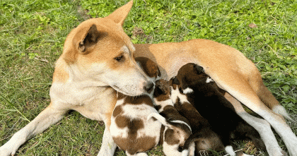 সন্তানহারা মা কুকুর পেলো নতুন চার ছানা, আদর-যত্নে কাটছে সময় 

