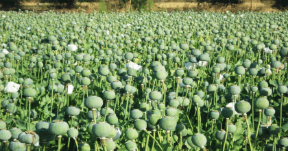 ইউএনওডিসি'র প্রতিবেদন: এক দশকে মিয়ানমারে আফিমের চাষ সর্বোচ্চে