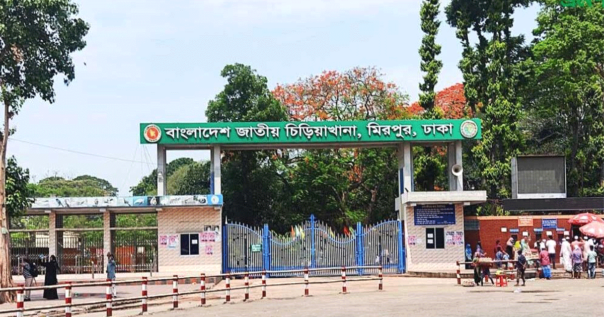 মিরপুর চিড়িয়াখানার খাঁচা থেকে বেরিয়ে গেছে সিংহ