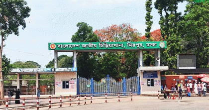 মিরপুর চিড়িয়াখানার খাঁচা থেকে বেরিয়ে গেছে সিংহ