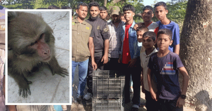 লোকালয়ে ঢুকে পড়া 'ছোটলেজি বানর' উদ্ধার, বাঁশখালী ইকোপার্কে নিরাপদে অবমুক্ত