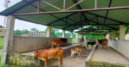 কোটি টাকার প্রকল্প এখন গরু-ছাগলের আস্তানা