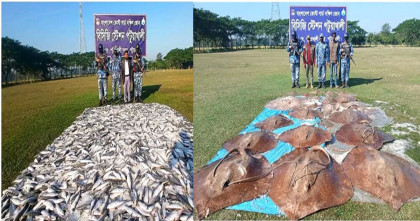 পটুয়াখালীতে দুই কোটি টাকার জাটকা ও সামুদ্রিক মাছ জব্দ