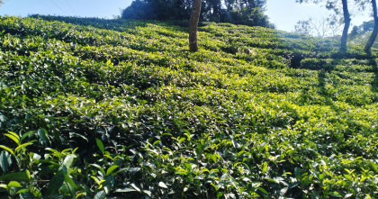 বাঁশখালীর ঐতিহ্যবাহী বৈলগাঁও চা বাগানে সাড়ে ৪ লাখ কেজি চা উৎপাদনের পরিকল্পনা