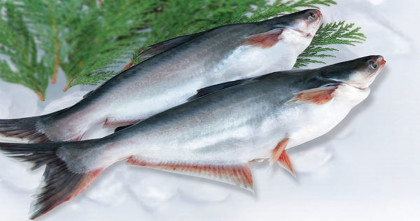 পাঙাশ মাছ, শরীরের জন্য উপকারী নাকি ক্ষতিকর?