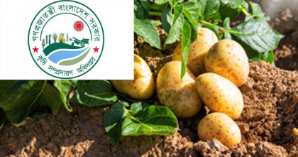 আলুর মড়ক রোগ দমনে আগাম সতর্কবার্তা কৃষি সম্প্রসারণ অধিদপ্তরের