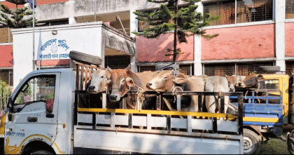নেত্রকোনায় ছয় পিকআপসহ ৩২ ভারতীয় গরু জব্দ, আটক চোরাকারবারি