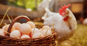বাংলাদেশসহ ৪০ দেশ থেকে মুরগি ও ডিম আমদানি করবে না সৌদি আরব