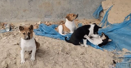 পটুয়াখালীতে ৬টি ছানা রেখে মা কুকুরকে পিটিয়ে হত্যার অভিযোগ