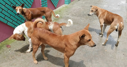 কুকুর খাওয়ার হিড়িক ভারতে; পাচার হচ্ছে বাংলাদেশ থেকে
