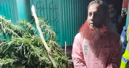 সিরাজগঞ্জে বাড়ির আঙিনায় গাঁজার গাছ উদ্ধার, যুবদল নেতা গ্রেফতার