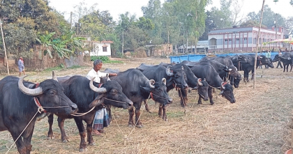 জয়পুরহাটে শুরু হয়েছে ৫০০ বছরের ঐতিহ্যবাহী দোল পূর্ণিমার মেলা 