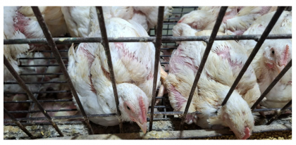 রাজধানীতে ব্রয়লার মুরগির দাম কেজিতে বেড়ে ২৩০ টাকা