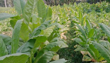 সিরাজগঞ্জে ধানের জমিতে তামাকের চাষ, কিছুই জানে না কৃষি কর্মকর্তা