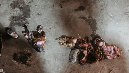 ধনবাড়ীতে কুকুর জবাই করে ছাগলের মাংস বিক্রির অভিযোগ, এলাকায় চাঞ্চল্য