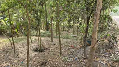 ভূঞাপুরে বিধবার জমি দখল, প্রশাসনের দ্বারস্থ ভুক্তভোগী