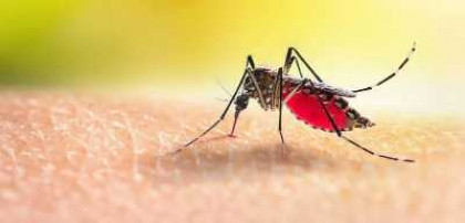 ঢাকা উত্তরে মশা নিয়ন্ত্রণে পুরস্কার ঘোষণা