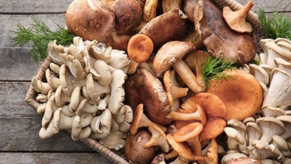 মাশরুমের স্বাস্থ্য উপকারিতা জানুন