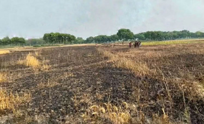 মেহেরপুরে ভয়াবহ গমে অগ্নিকাণ্ড, কৃষকের ২৫ লাখ টাকার ক্ষতি

