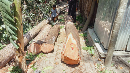 পিরোজপুরে ইউনিয়ন পরিষদের গাছ কাটার অভিযোগ যুবলীগ নেতার বিরুদ্ধে