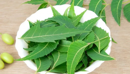 নিম কি অগ্ন্যাশয়ের ক্যানসার রুখতে পারে?