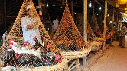 সরবরাহ সংকটে সোনালি-দেশি মুরগির দামে রেকর্ড উল্লম্ফন, বাড়ছে মাছ-সবজির দামও

