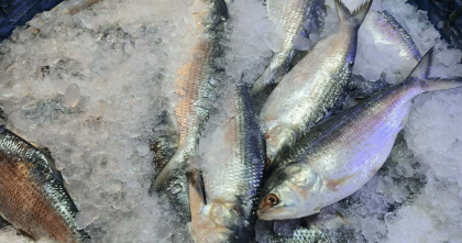 নাগালে নেই ইলিশ, সপ্তাহের ব্যবধানে কেজিতে বেড়েছে ৪০০ টাকা