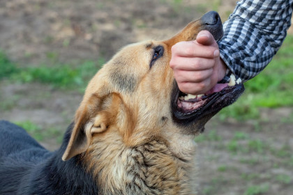 পটুয়াখালীতে কুকুরের কামড়ে ৩৫ জন আহত, মিলছে না ভ্যাকসিন