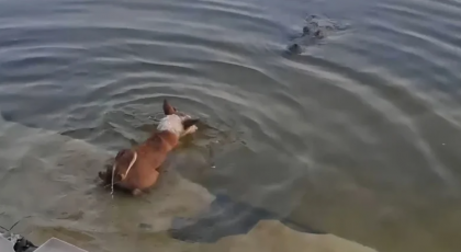 ভাইরাল ভিডিও ঘিরে বিতর্ক: কী বলছেন মাজারের কর্মীরা