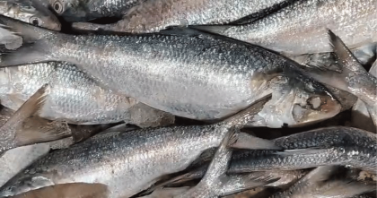 পটুয়াখালীতে পহেলা বৈশাখকে সামনে রেখে আকাশ ছোয়া ইলিশের দাম