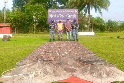 পটুয়াখালীতে ৬৬ লাখ টাকার শাপলা পাতা মাছ জব্দ