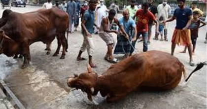 অদৃশ্য চাপ’ উপেক্ষা করে ৫৫ বছর পর গরু জবাই; মুসলিমদের আনন্দ-উল্লাস