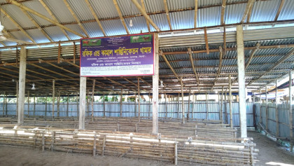 দোয়ারাবাজারে ভারতীয় গরুর ‘হোটেল’-প্রশাসনের নীরবতায় প্রশ্ন