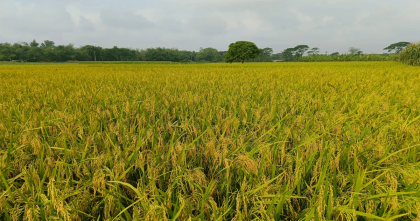 জীবননগরে বোরোধানের বাম্পার ফলনের সম্ভাবনা,কালবৈশাখী ঝড় ও শিলাবৃষ্টি নিয়ে দুশ্চিন্তায় চাষিরা