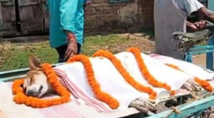 ৩০ শিশুকে বাঁচাতে গোখরা সাপের সঙ্গে লড়াই, প্রাণ দিল সাহসী কুকুর 'কালী'