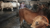কোরবানির হাট ঘিরে ব্যস্ত বাঁশখালীর খামারিরা, প্রস্তুত ৬০ হাজার পশু