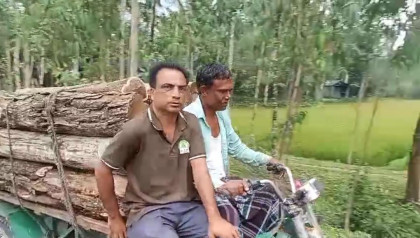 শেরপুরের গারো পাহাড়ে অবাধ বন উজাড় ও কাঠ পাচার