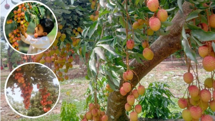 বাঁশখালীর কালীপুরের লিচু: স্বাদে সেরা, দামে সবার ধরা ছোঁয়ার বাইরে