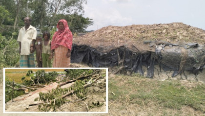 বাঁশখালী: খাস জমিতে বসবাসকারী ভূমিহীনের গাছ কাটার অভিযোগ, উচ্ছেদের হুমকি