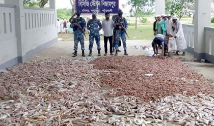 কলাপাড়ায় ১০ হাজার ৫০০ কেজি সামুদ্রিক মাছ জব্দ
