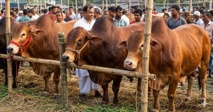 কোরবানির ঈদকে সামনে রেখে জমে উঠছে রাজধানীর পশুর হাট
