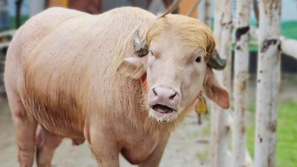 নারায়ণগঞ্জের ‘ডোনাল্ড ট্রাম্প’ এখন আন্তর্জাতিক গণমাধ্যমে