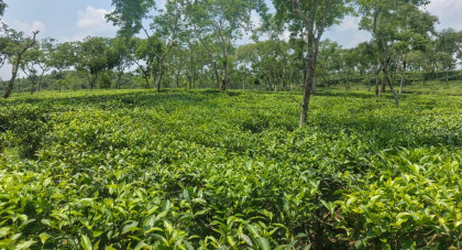 ঋণ সংকটে হবিগঞ্জের ৪ চা বাগানে বেতন বন্ধ, দুর্ভোগে ৫ হাজার শ্রমিক
