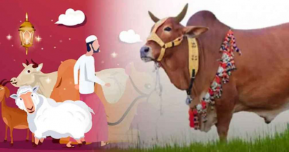 শরিক কম টাকা দিলে কি কোরবানি হবে? জানুন শরীয়তের বিধান