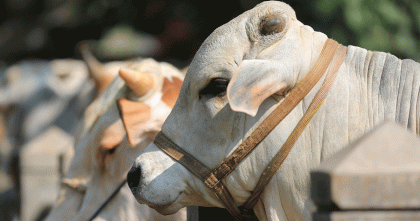 সম্পদ আছে, নগদ টাকা নেই, এমন ব্যক্তির কোরবানির বিধান কী?