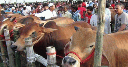 রাজধানীতে জমে উঠেছে কোরবানির পশুর হাট