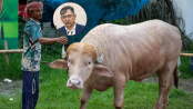 স্বরাষ্ট্রমন্ত্রীর হস্তক্ষেপে কোরবানি হচ্ছে না ‘ডোনাল্ড ট্রাম্প’


