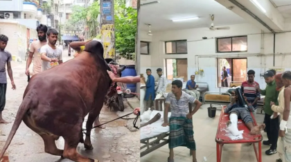 ঈদে কোরবানির পশুর আঘাতে পঙ্গু হাসপাতালে ৩৩ জন

