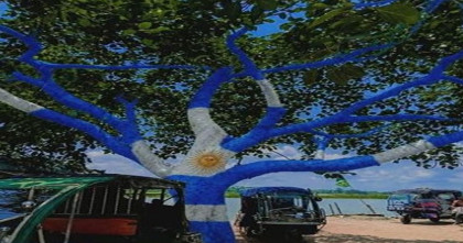 হবিগঞ্জের আর্জেন্টিনার পতাকার আদলে গাছ