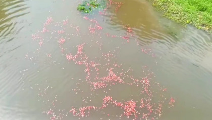 পেঁয়াজের দরপতনে দিশেহারা কৃষক, ক্ষোভে পানিতে ফেললেন পেঁয়াজ 